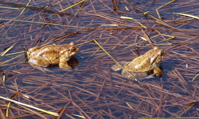 Anfibi - Bufo bufo, Rana temporaria